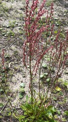 Rumex acetosella
