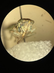 Draeculacephala inscripta