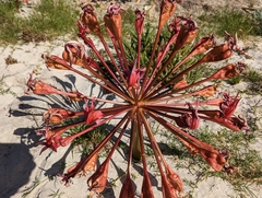 Brunsvigia orientalis