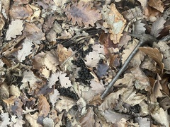 Capreolus capreolus