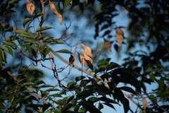 Lonchocarpus punctatus