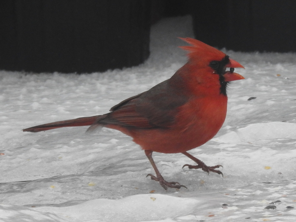February Cardinal Northern Cardinal from Fort Worth, TX, USA on February 2, 2023 at 11:58 ...