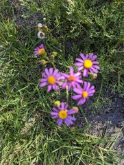 Senecio arenarius