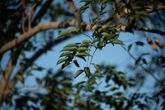 Lonchocarpus punctatus