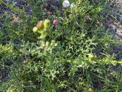 Senecio arenarius