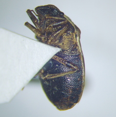 Neottiglossa pusilla