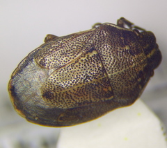 Neottiglossa pusilla