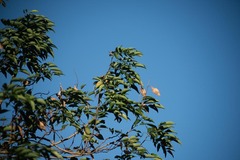 Lonchocarpus punctatus