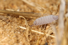 Porcellionides pruinosus