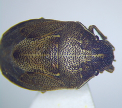 Neottiglossa pusilla