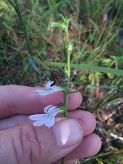 Lobelia brevifolia