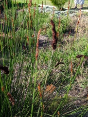 Elegia tectorum