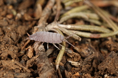 Porcellionides pruinosus