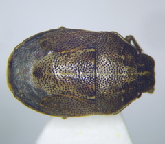 Neottiglossa pusilla