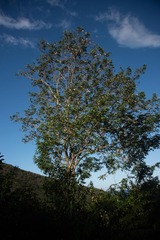 Lonchocarpus punctatus