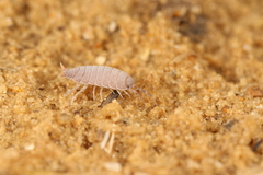 Porcellionides pruinosus
