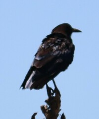Corvus capensis