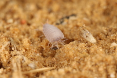 Porcellionides pruinosus