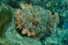 Scorpaenopsis oxycephalus