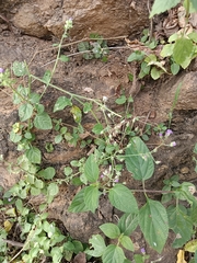 Vernonia (Cyanthillium)