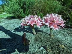 Ammocharis longifolia