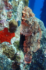 Scorpaenopsis oxycephalus