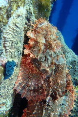 Scorpaenopsis oxycephalus