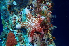 Choriaster granulatus