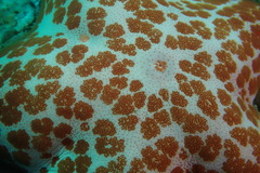 Choriaster granulatus