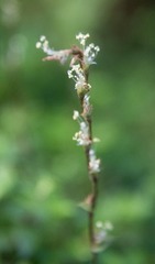 Callisia repens