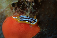 Chromodoris quadricolor