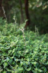 Callisia repens