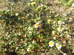 Perityle emoryi