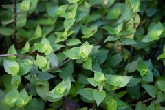 Callisia repens