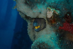 Gymnothorax nudivomer