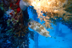 Cyclichthys spilostylus