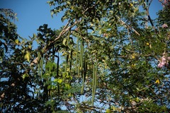 Cassia fistula
