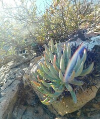 Dudleya albiflora