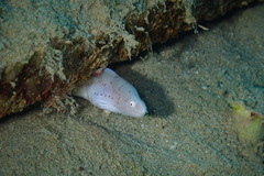 Gymnothorax griseus