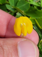 Arachis repens