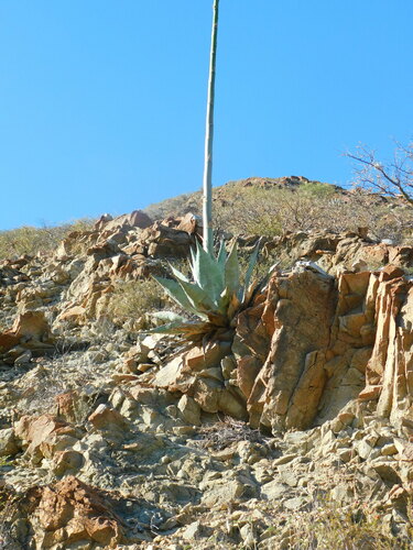 Agave azurea