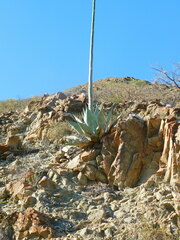 Agave azurea