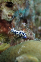 Hypselodoris infucata