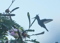 Orthorhyncus cristatus