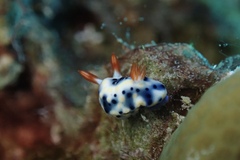 Hypselodoris infucata