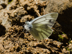 Pieris bowdeni