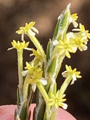 Struthiola leptantha