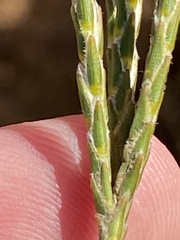 Struthiola leptantha