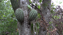 Cephalocereus scoparius