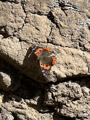 Vanessa vulcania